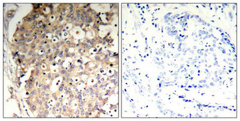 PTPN6 Antibody