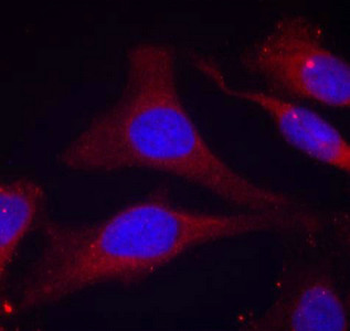 PTPN6 Antibody