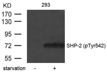 PTPN11 Antibody