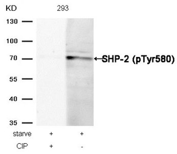 PTPN11 Antibody