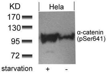 CTNNA1 Antibody