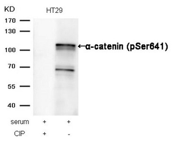 CTNNA1 Antibody