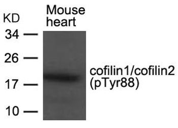 CFL1/CFL2 Antibody