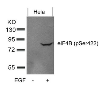EIF4B Antibody