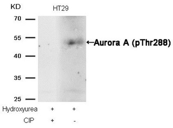 AURKA Antibody