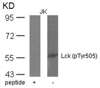 LCK Antibody