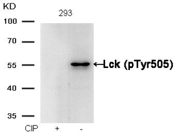 LCK Antibody