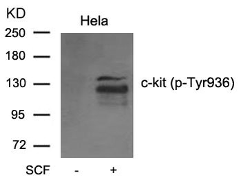 KIT Antibody