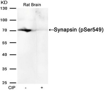 Syn1 Antibody