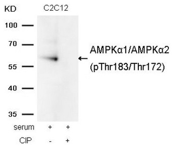PRKAA1/PRKAA2 Antibody