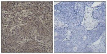 CREB1 Antibody