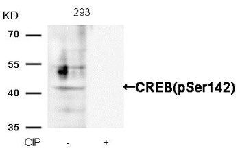 CREB1 Antibody