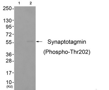 SYT1 Antibody