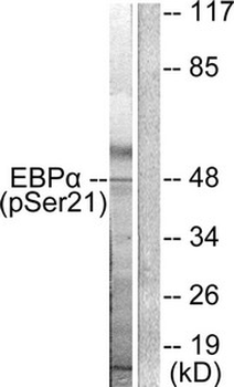 CEBPA Antibody