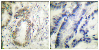 CEBPA Antibody