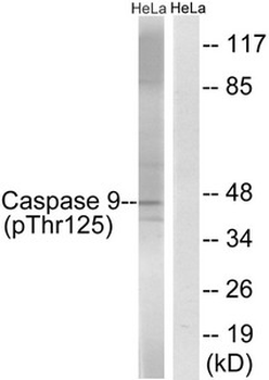 CASP9 Antibody