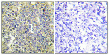 CASP9 Antibody