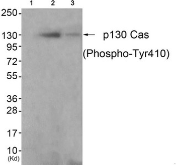 BCAR1 Antibody