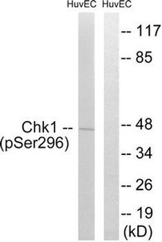 CHEK1 Antibody