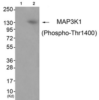 MAP3K1 Antibody