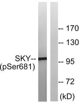 MERTK/TYRO3 Antibody