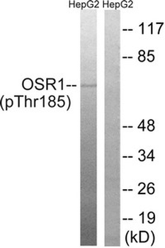 OXSR1 Antibody