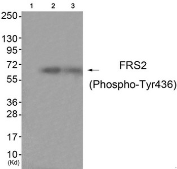 FRS2 Antibody