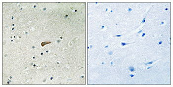 FRS2 Antibody