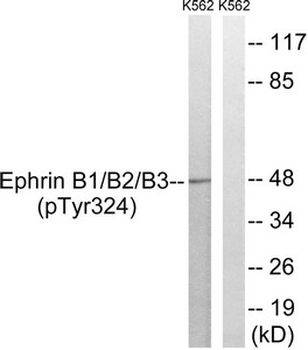 EFNB1/EFNB2/EFNB3 Antibody