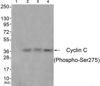 CCNC Antibody