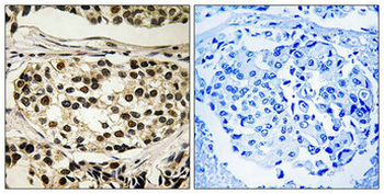 CCNC Antibody