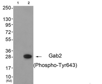 GAB2 Antibody