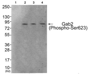 GAB2 Antibody