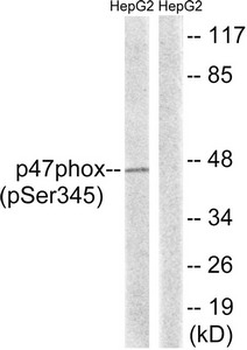 NCF1 Antibody