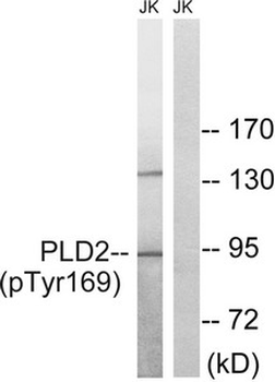 PLD2 Antibody