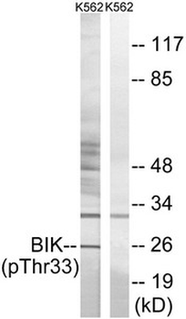 BIK Antibody