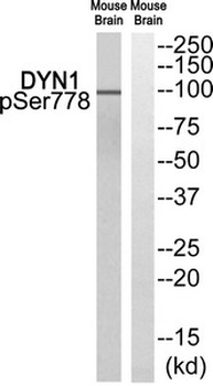 DNM1 Antibody