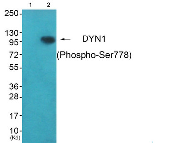 DNM1 Antibody
