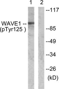 WASF1 Antibody