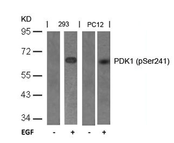PDPK1 Antibody