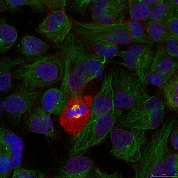 RELA Antibody