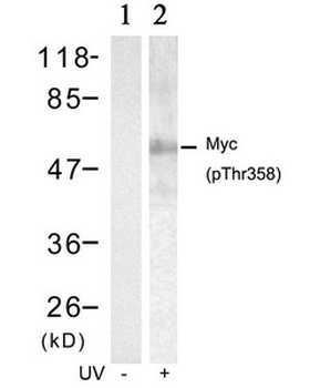 MYC Antibody