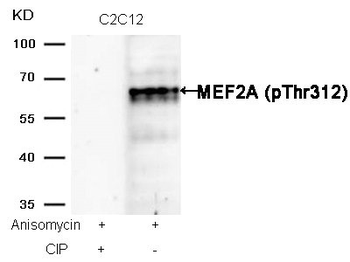 MEF2A Antibody