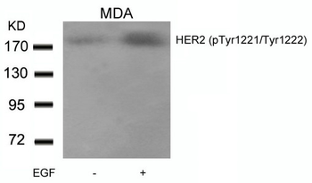 ERBB2 Antibody