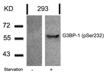 G3BP1 Antibody