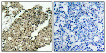 G3BP1 Antibody