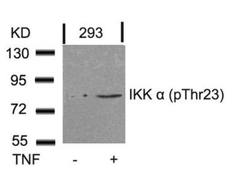 CHUK Antibody