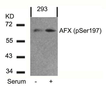 FOXO4 Antibody