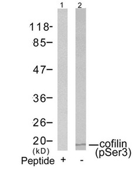 CFL1 Antibody