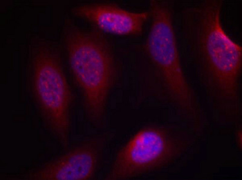 MAP2K4 Antibody